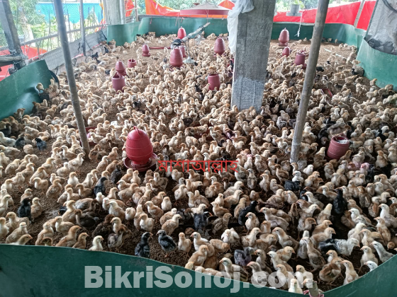 কোয়েল পাখি, মুরগী